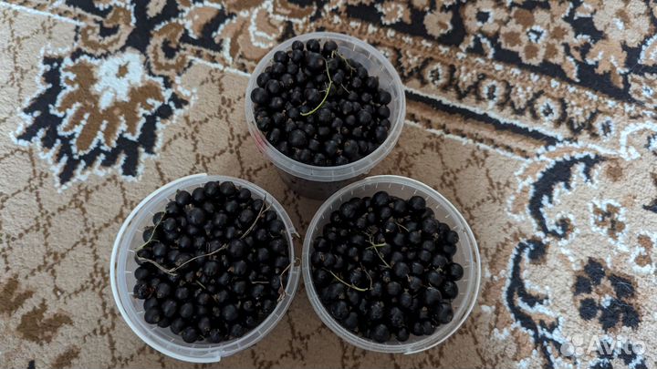 Черная смородина 3 литра