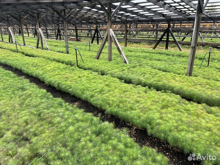 Сосна с окс сеянцы саженцы лесовосстановления