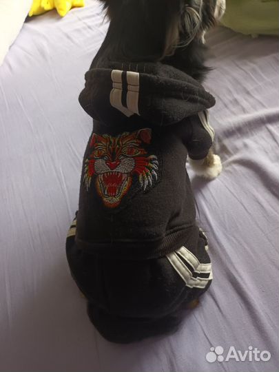 Комбинезон для маленькой собаки