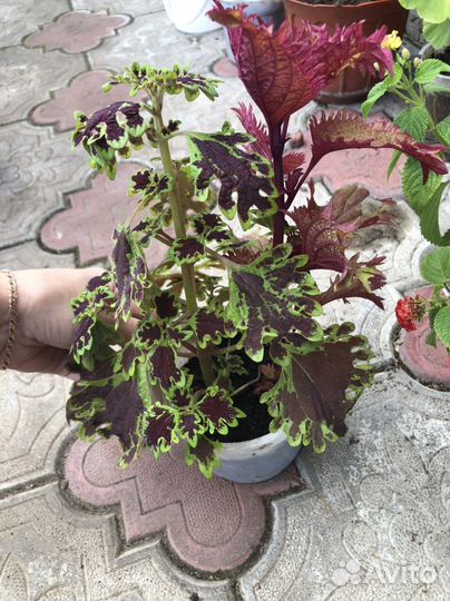 Лантана, плющелистная пеларгония, каланхое, колеус