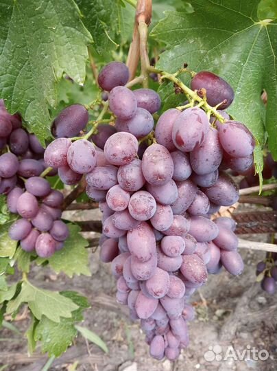 Саженцы винограда