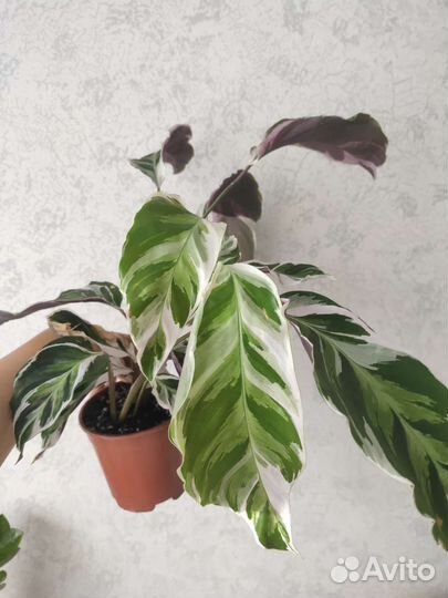 Цветы Калатея white fusion