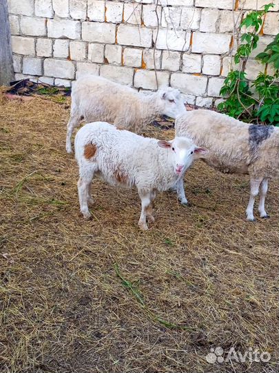 Овцы бараны катумские