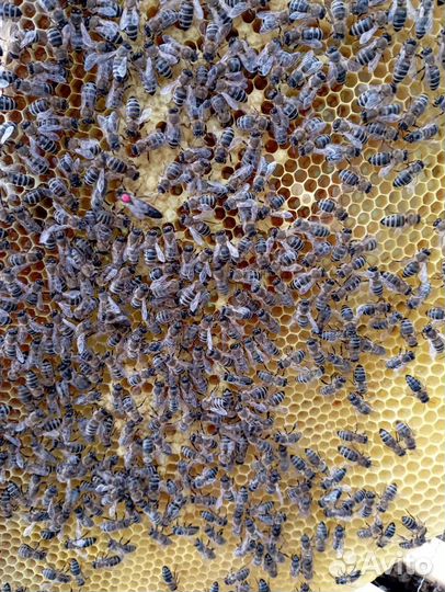 Плодные пчело матки на рамке с пчелой. к