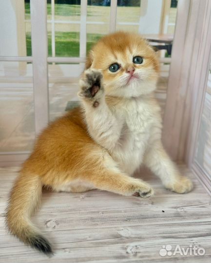 Мальчик Фолдик