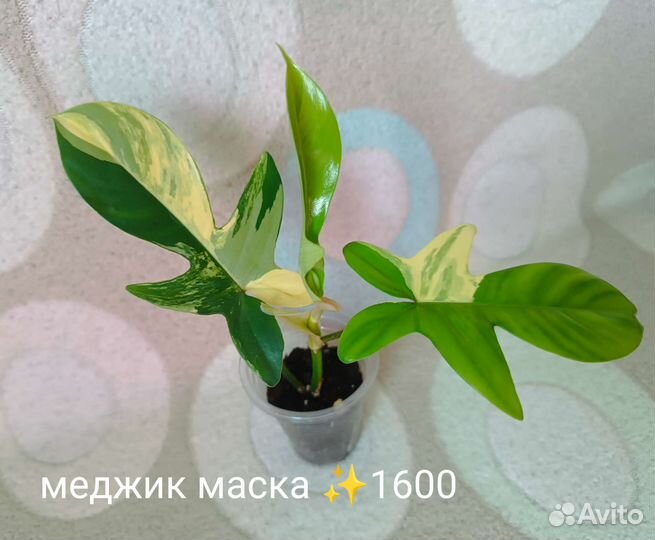 Сингониумы и другие