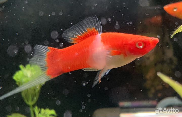 Гуппи чистых линий,живородка. Петушки