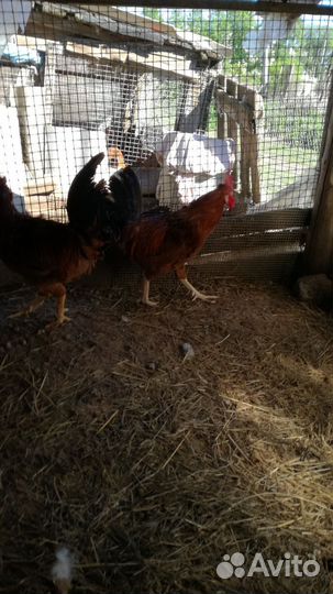 Петушки породестые