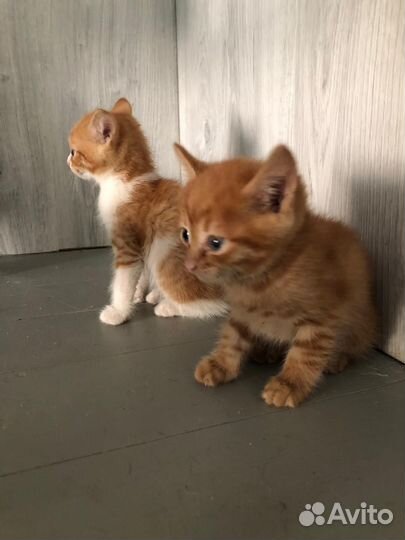 Котята в дар