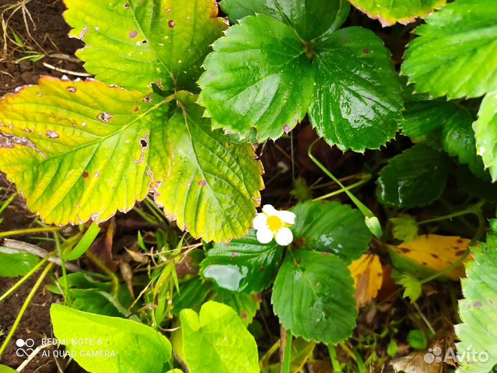 Рассада клубники