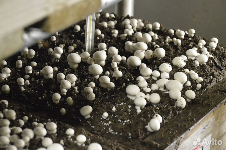 Шампиньоны - зерновой мицелий, 30л