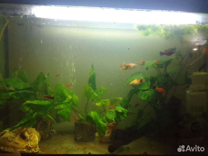 Аквариумные рыбки