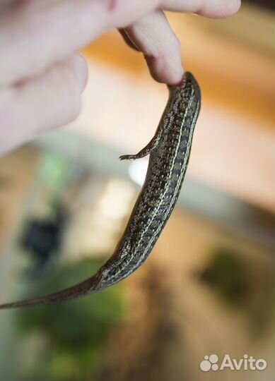 Гекконы,агамиды и пр. ящерицы