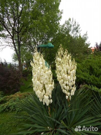 Юкка нитчатая уличная