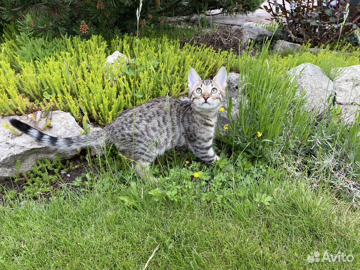 Саванна котята