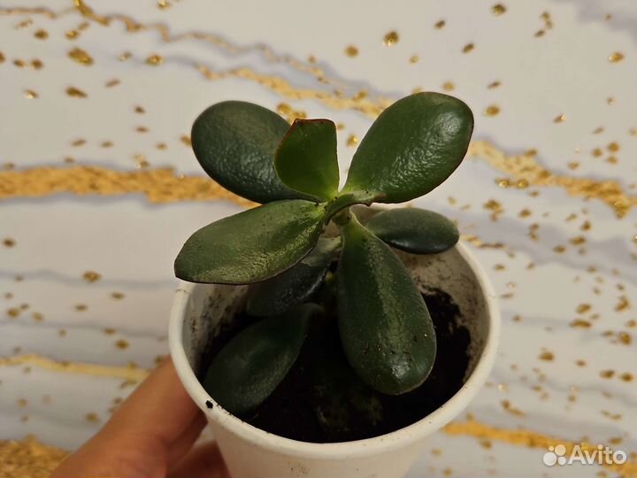 Толстянка крассула денежное дерево