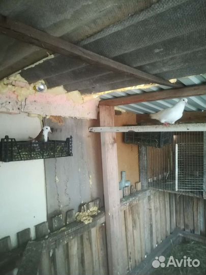 Голуби краснодарские бойные