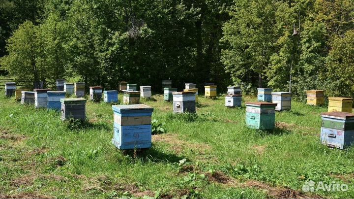 Продам пасеку