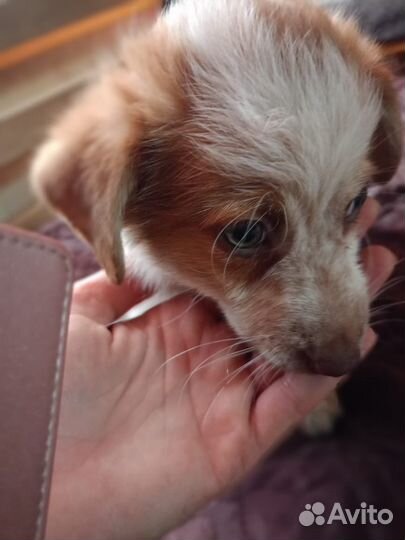 Щенки в добрые руки