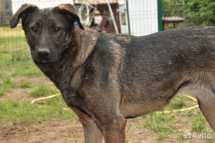 Собака ищет дом