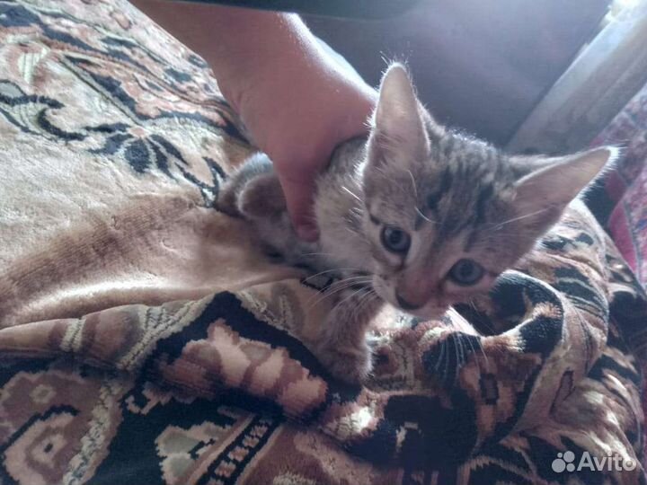 Домашние животные бесплатно котята