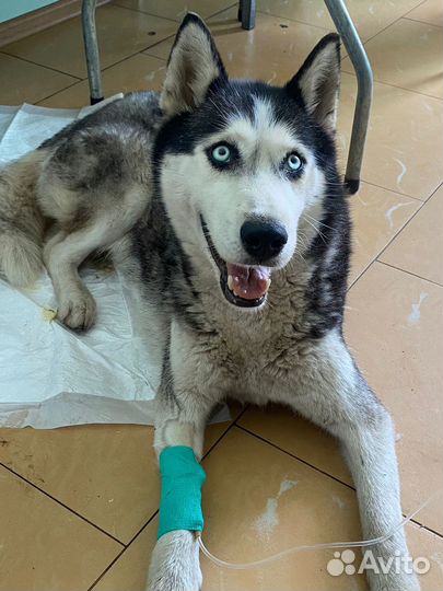 Нашли хаски мелкого размера, ей около года