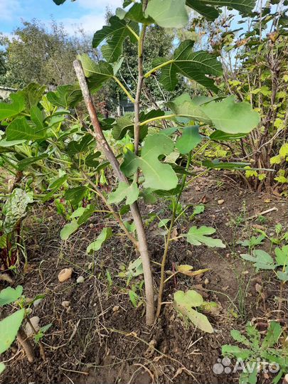Саженцы инжира