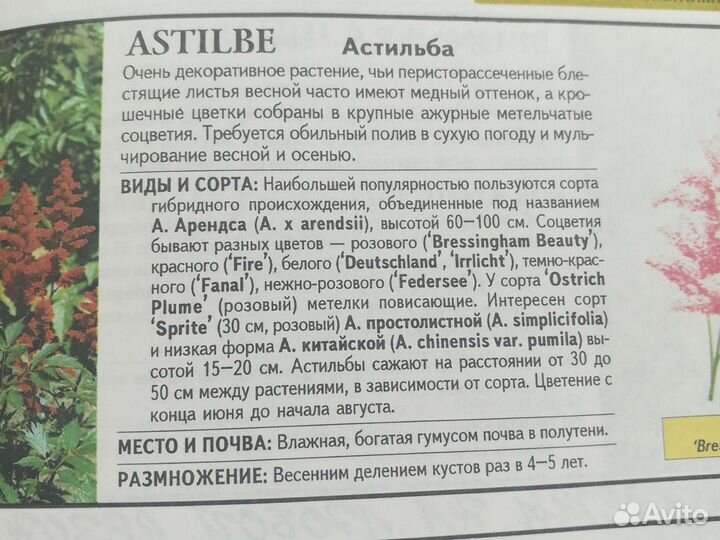 Астильба, многолетник для сада
