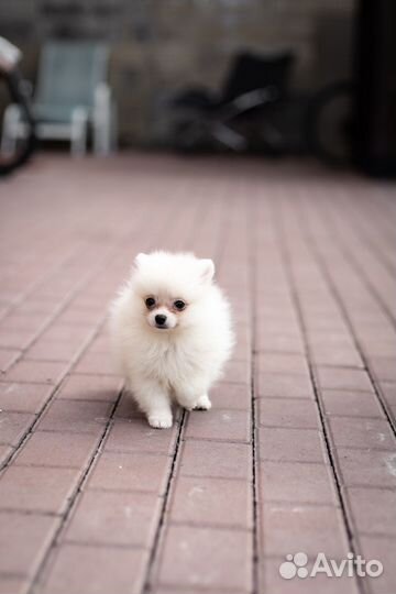Бомбическая супер мини девочка померанский шпиц