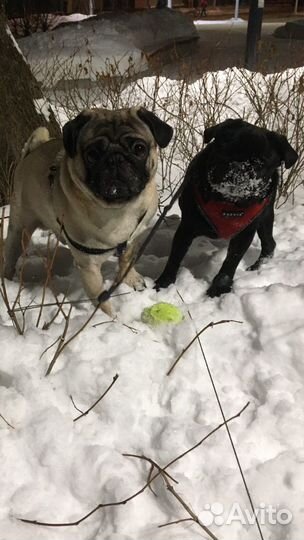 Выгул собак