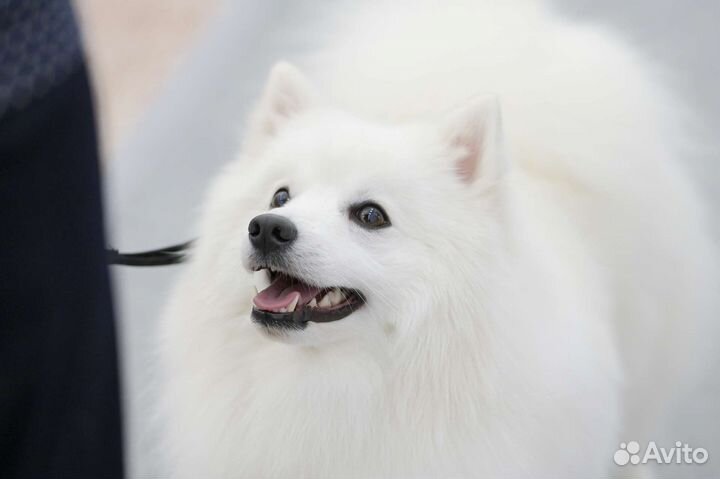 Японский шпиц вязка