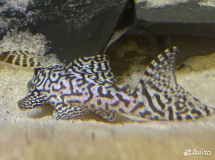 Номерной сом l 236