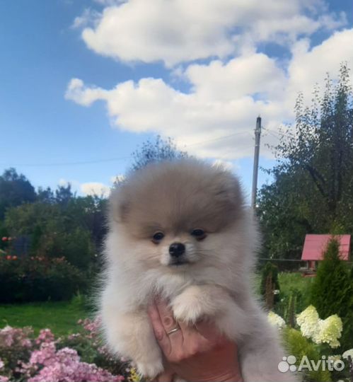 Щенки померанского шпица