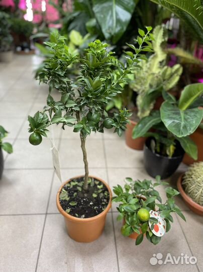 Цитрус мандарин