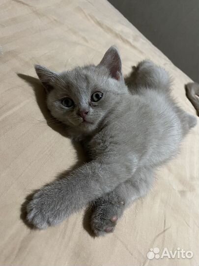 Британские короткошерстные котята (девочка)