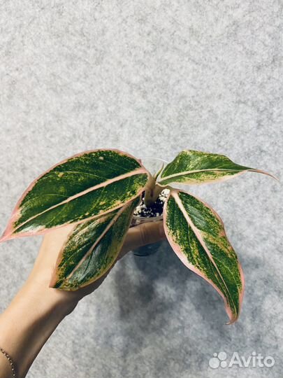 Аглаонема липстик пинк lipstick pink