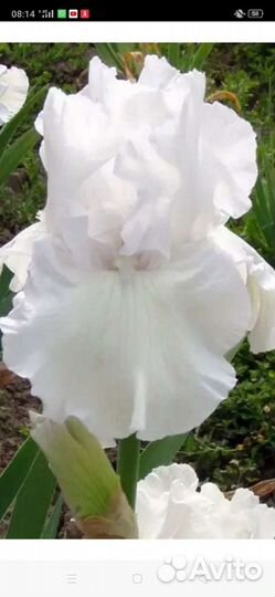 Ирис белый сортовой