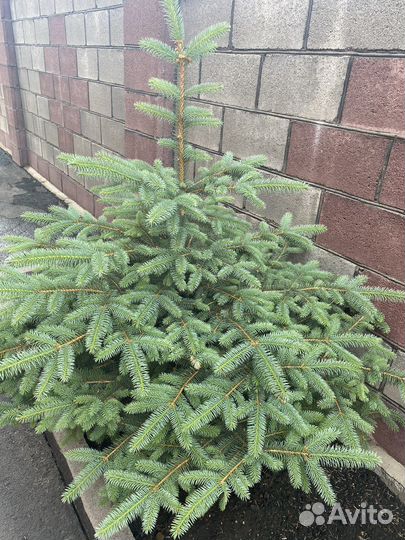 Ель голубая