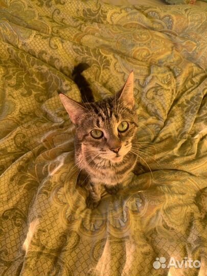 Кошечка, метис мейн-куна