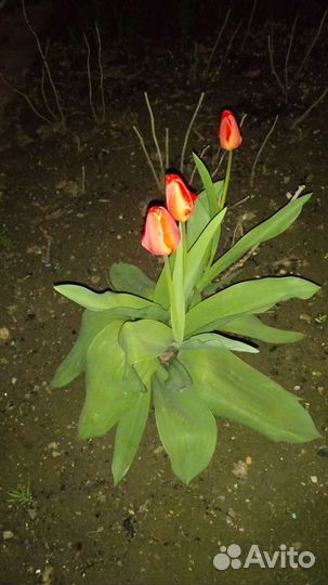 Саженцы персиков,ежевики,калины,малины и цветы