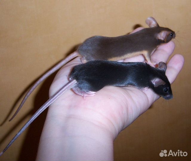 Сатиновые мышки