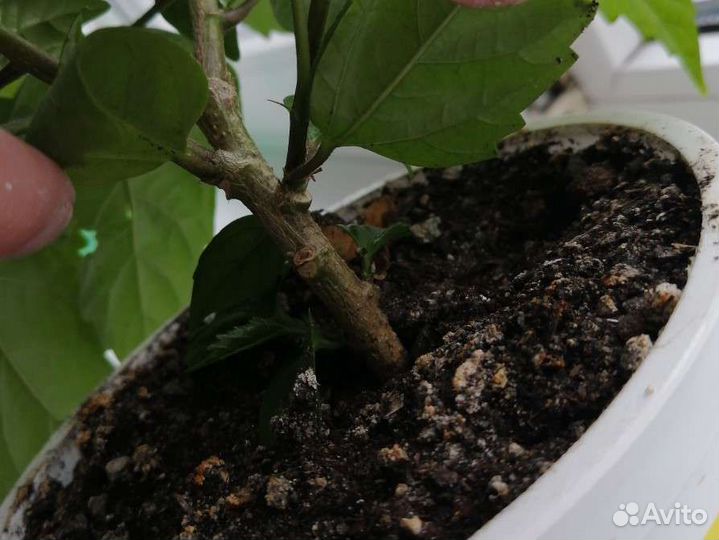 Гибискус китайская роза