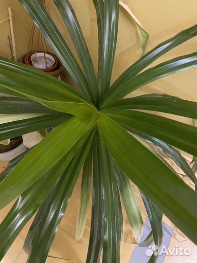 Пальма панданус (пандан) для озеления дома и офиса