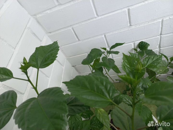 Фикус бенджамина