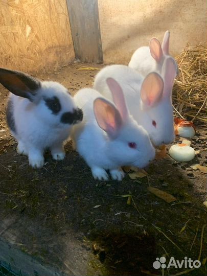 Крольчата