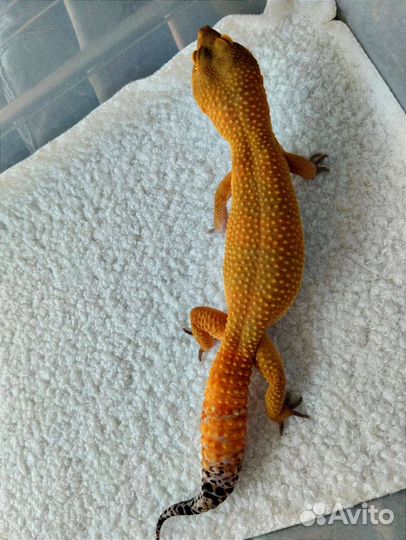 Эублефар геккон ящерица