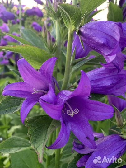 Многолетние цветы