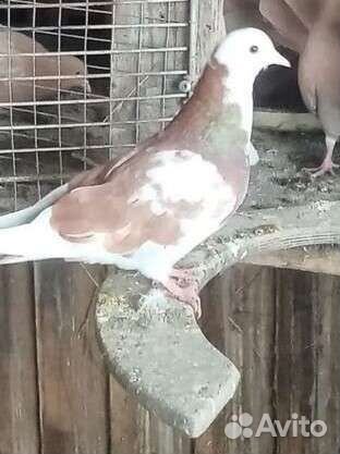 Голуби краснодарские бойные