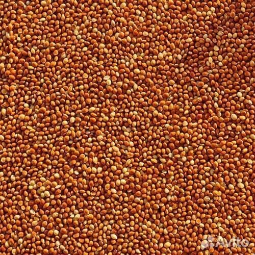 Просо красное урожай 2022