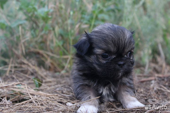 Продам щенков пикенеса девочки чистокровные